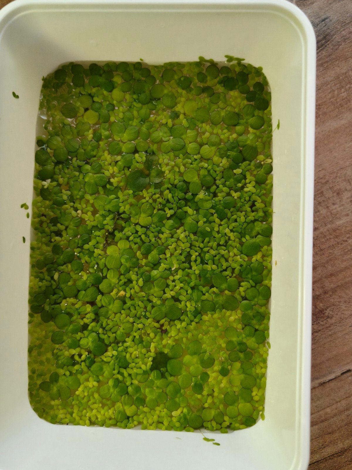 Gratis eendenkroos drijfplantjes, Dieren en Toebehoren, Vissen | Aquariumvissen, Overige typen