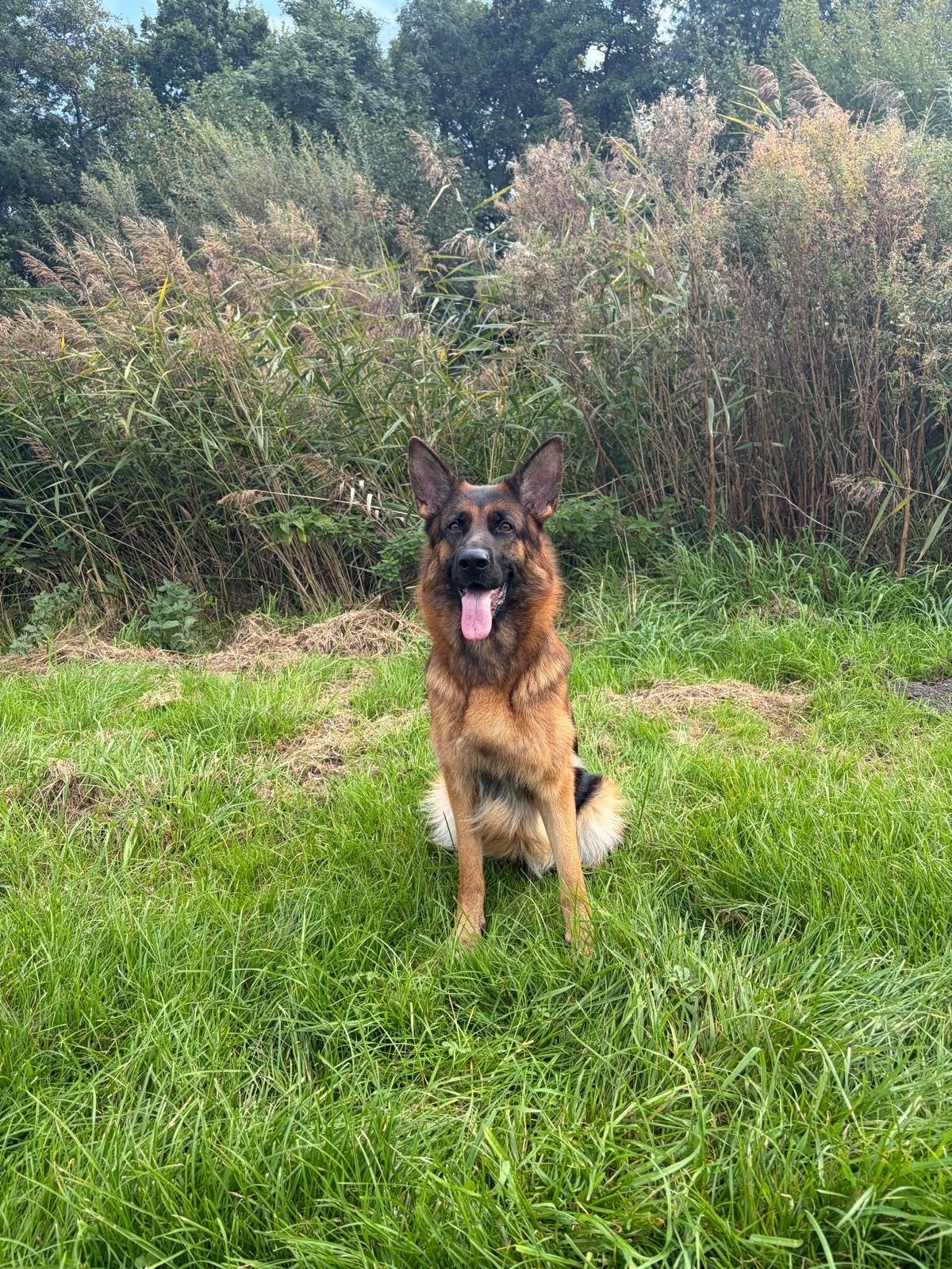 Prachtige Duitse Herder pups verwacht | Met stamboom, 1 tot 2 jaar, Meerdere, Meerdere dieren, CDV (hondenziekte)