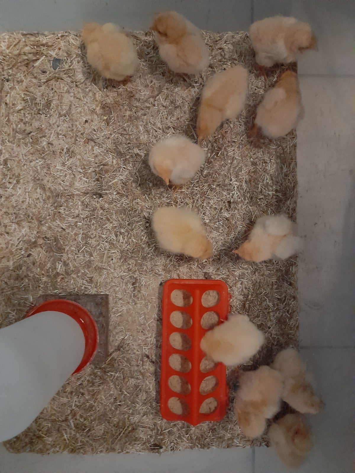 Kuikens van Orpington Buff Duitse bloedlijnen, Dieren en Toebehoren, Pluimvee