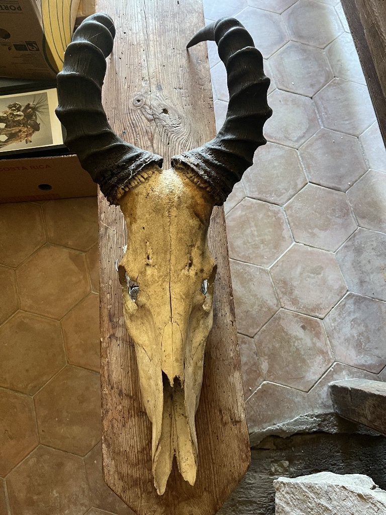Schedel red hartenbeest, Ophalen of Verzenden, Zo goed als nieuw, Overige soorten, Schedel