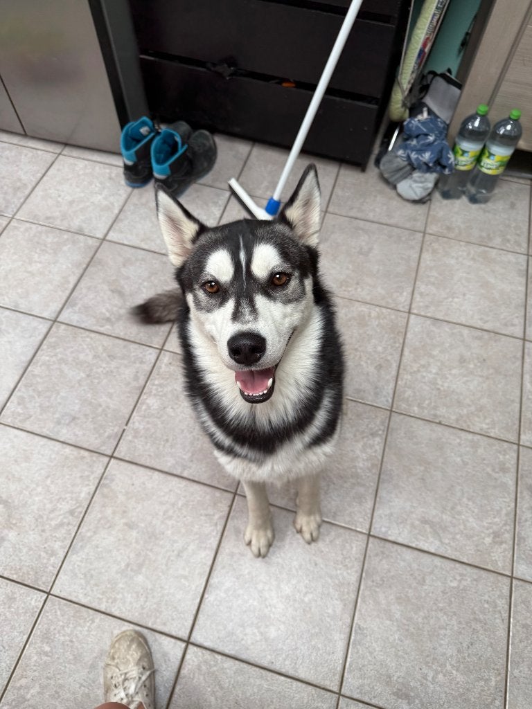 Husky reu, België, Particulier, Reu, Poolhond