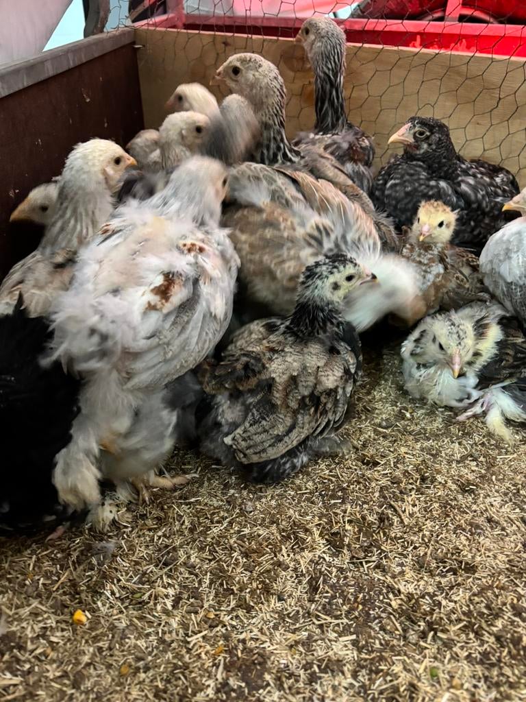 Brahma Kuikens, Dieren en Toebehoren, Pluimvee, Geslacht onbekend, Kip