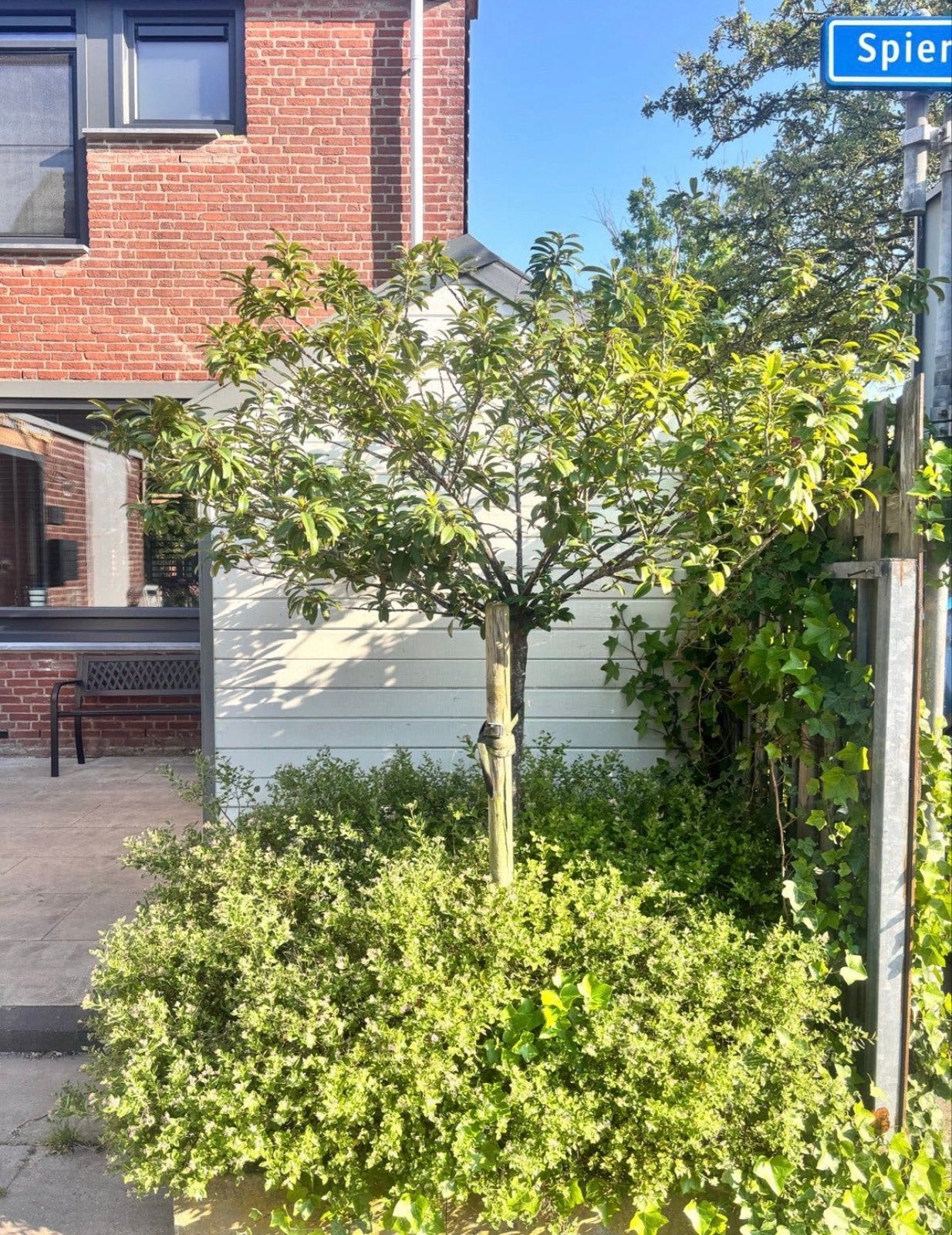 Laurier boom - Prachtige, wintergroene boom, Tuin en Terras, Overige soorten, Vaste plant, Ophalen of Verzenden, Bloeit niet