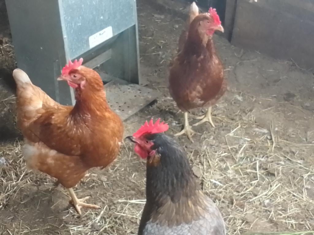 3 legkippen, Dieren en Toebehoren, Pluimvee, Vrouwelijk, Kip
