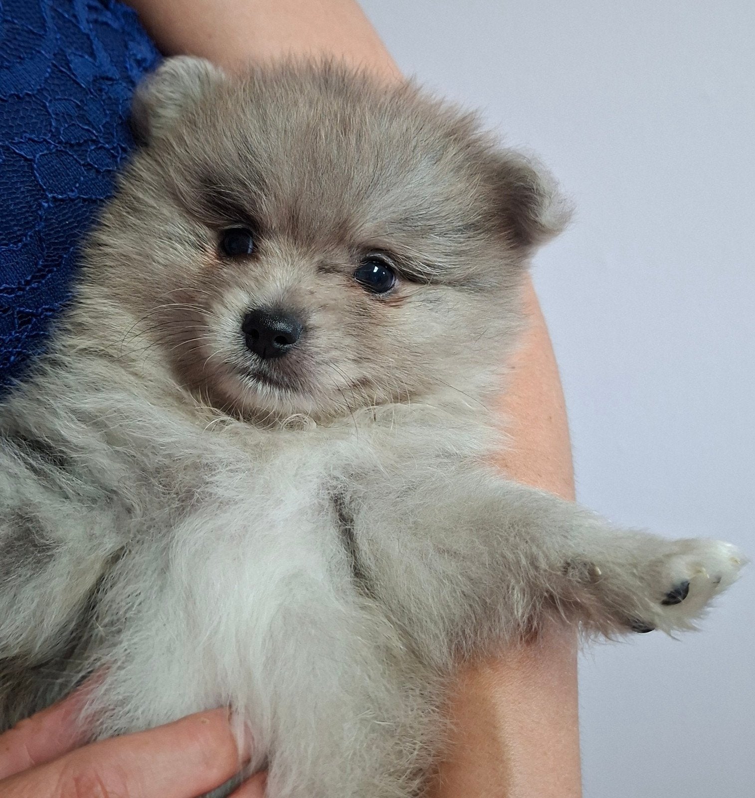 4 prachtige pomeriaan pups, 8 tot 15 weken, Meerdere, Meerdere dieren, Nederland