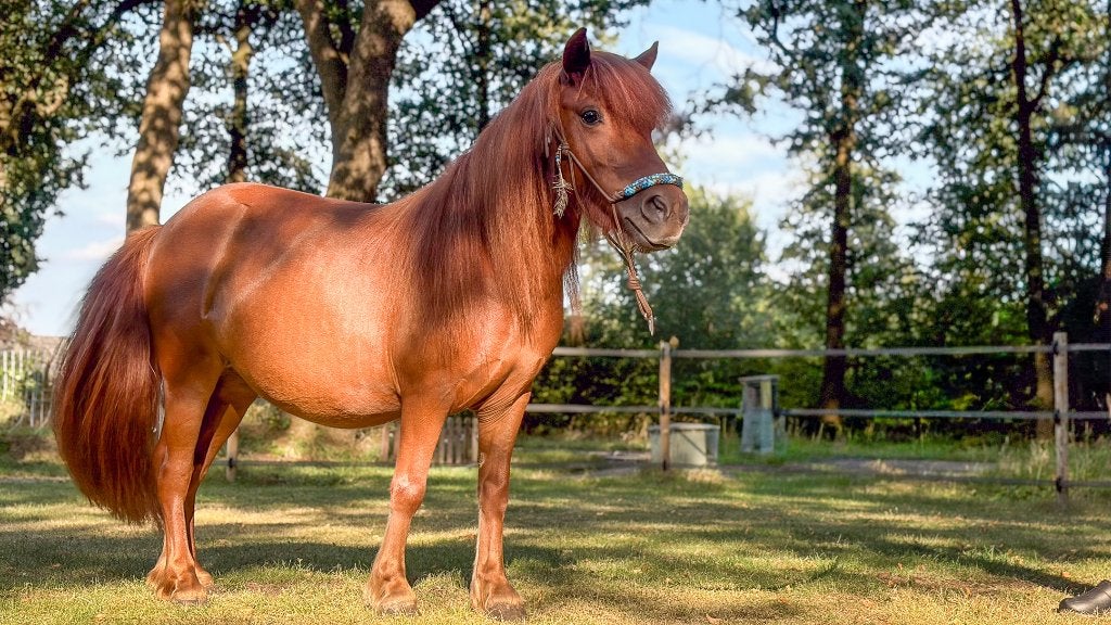 2 knappe Shetlander merries NSPS 4 en 8 jr middelgroot, Merrie, Met stamboom, Zadelmak, A pony (tot 1.17m)