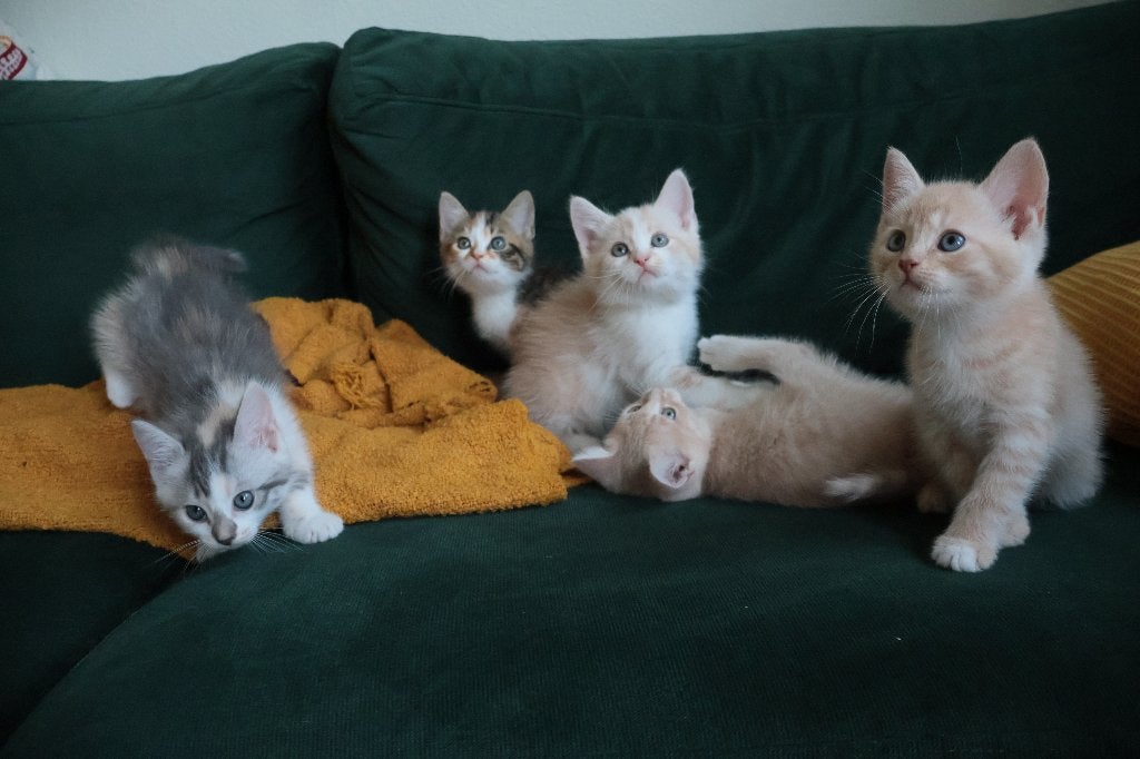Kittens Britse korthaar crème, zilver en torti, Dieren en Toebehoren, Meerdere dieren, 0 tot 2 jaar