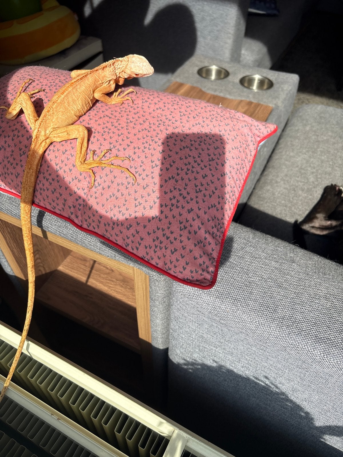 Tamme Leguaan vrouw, Dieren en Toebehoren, Reptielen en Amfibieën, Overige soorten, Tam, 3 tot 6 jaar