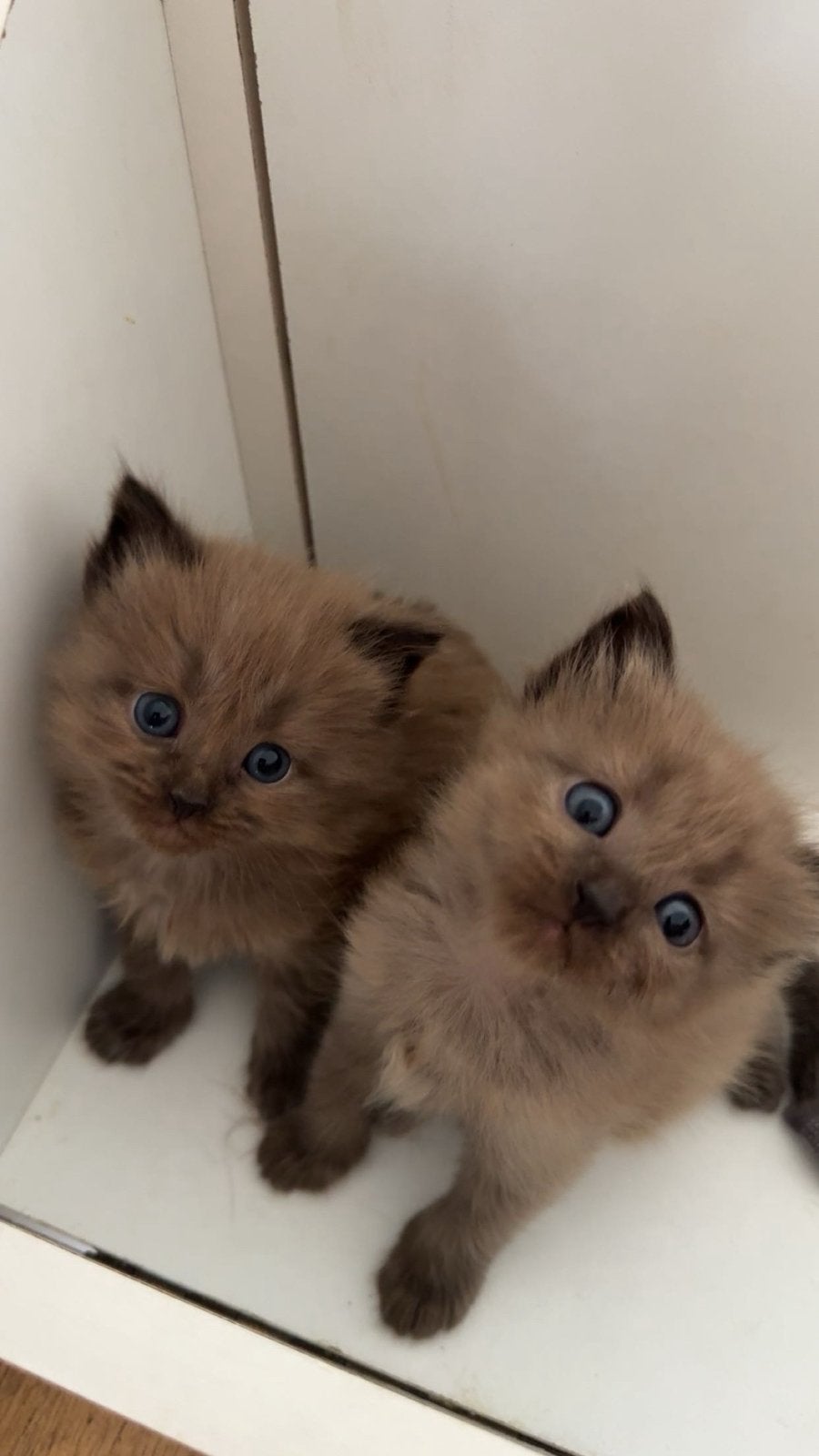 Sealmink / sealpoint ragdoll kittens ter reservering!, Meerdere dieren, Ontwormd