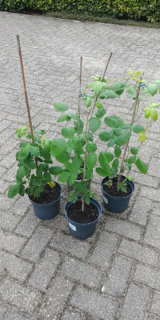 bramen planten / stekken van bramenstruiken, Tuin en Terras, Planten | Tuinplanten, Ophalen, Volle zon, Vaste plant, Zomer