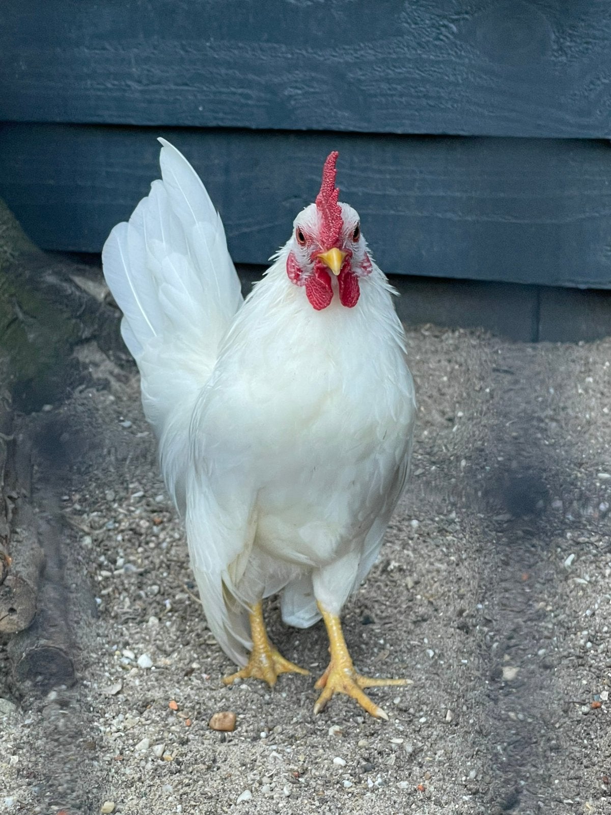 Serama haantje, Dieren en Toebehoren, Pluimvee, Mannelijk, Kip