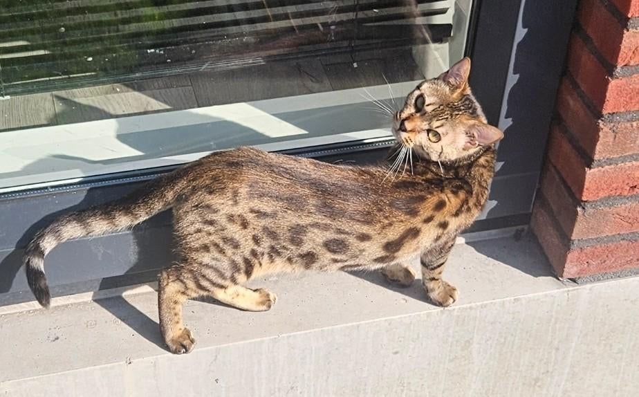 Raszuivere Bengaal, Dieren en Toebehoren, Katten en Kittens | Raskatten | Korthaar, Kater, Ontwormd, 0 tot 2 jaar