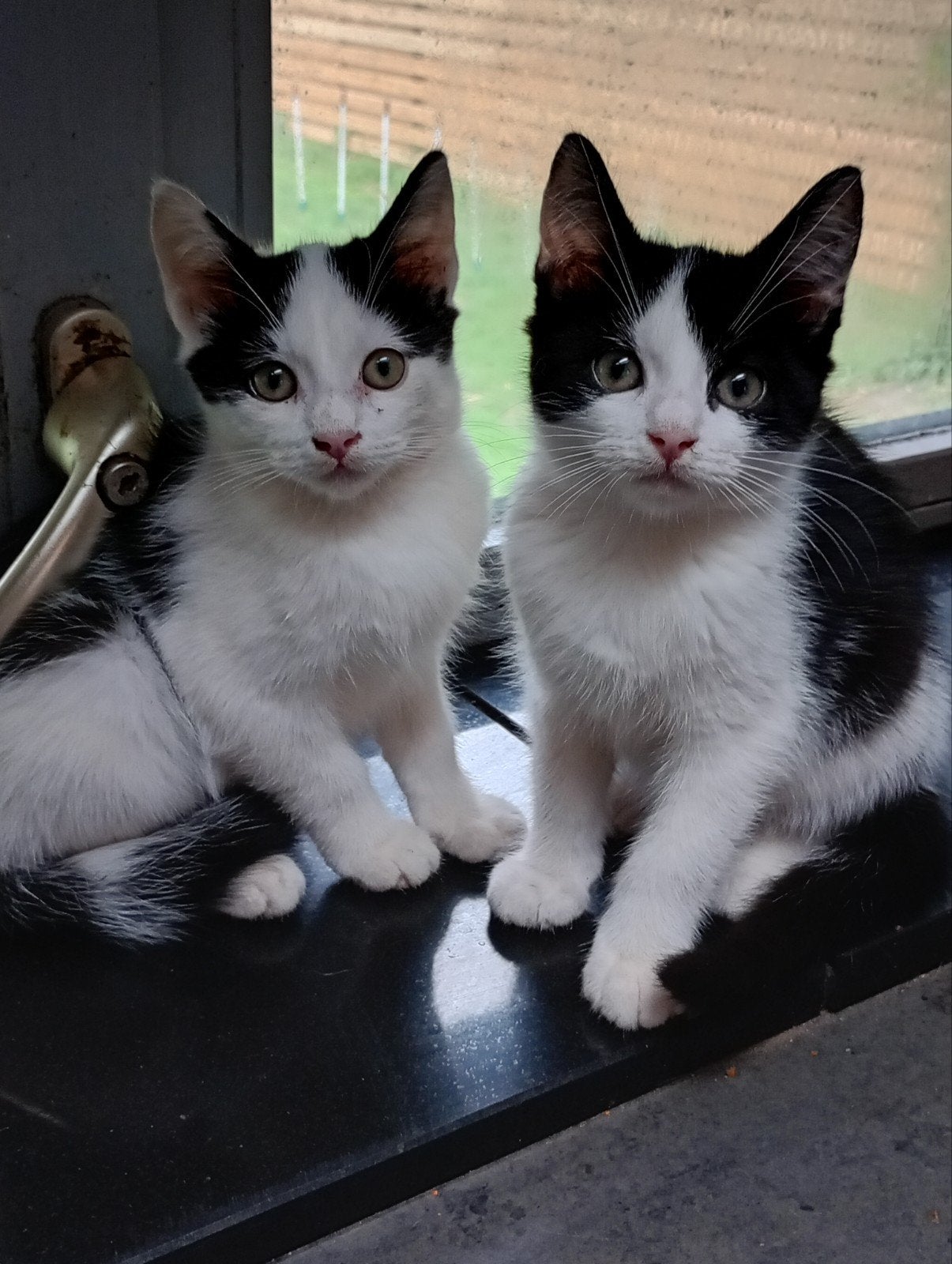 Super lieve kittens, Poes, Kortharig, 0 tot 2 jaar