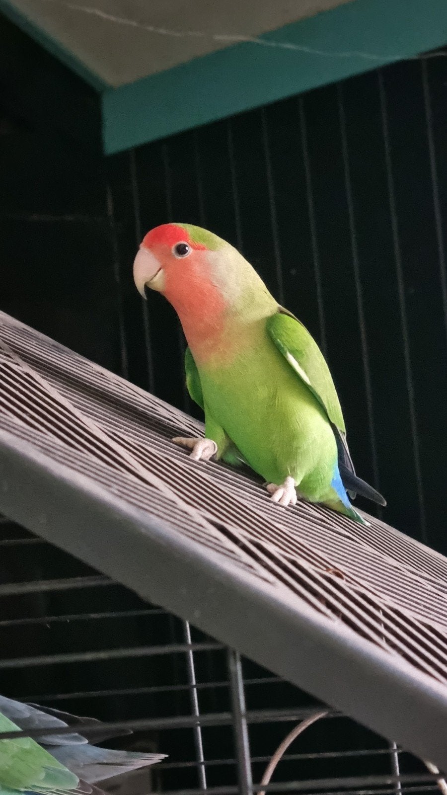 Agapornis roceicollie pop, Dieren en Toebehoren, Vrouwelijk, Dwergpapegaai of Agapornis
