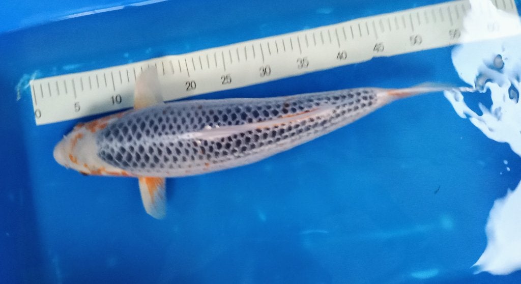 asagi, Dieren en Toebehoren, Karper of Koi