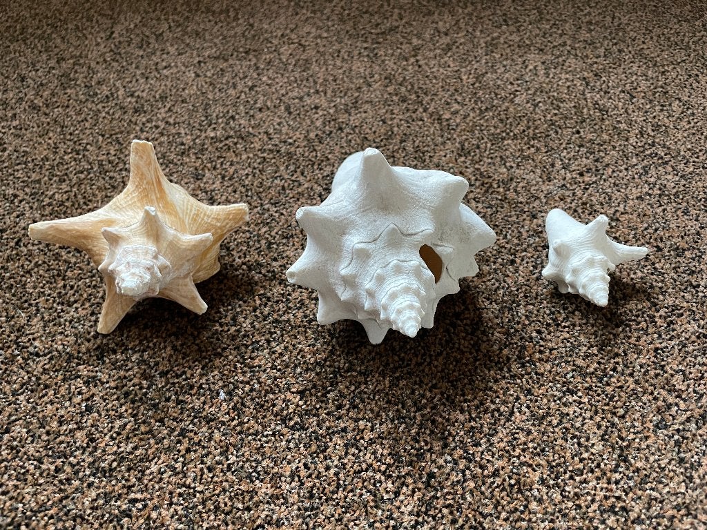 3 schelpen Strombus, Ophalen of Verzenden, Schelp(en)