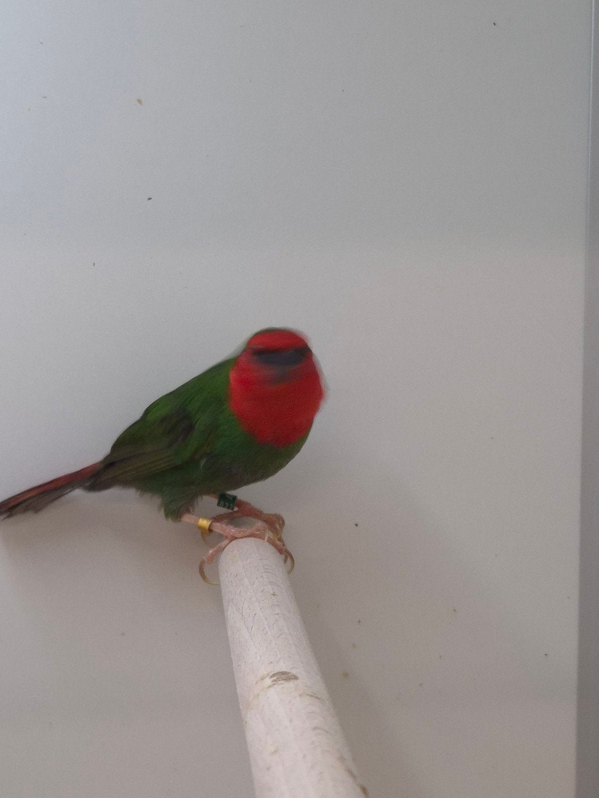 12-12 Roodkop papagaai amadines, Dieren en Toebehoren, Meerdere dieren, Tropenvogel, Geringd