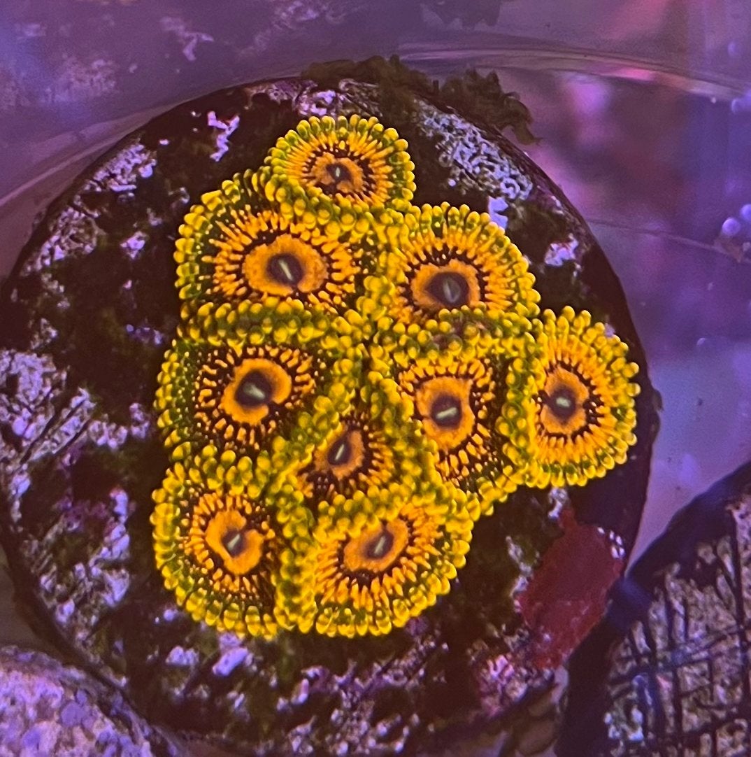 Grandmaster Karaoke Zoanthus – Zeldzame High-End Zoa, Vis, Zoutwatervis