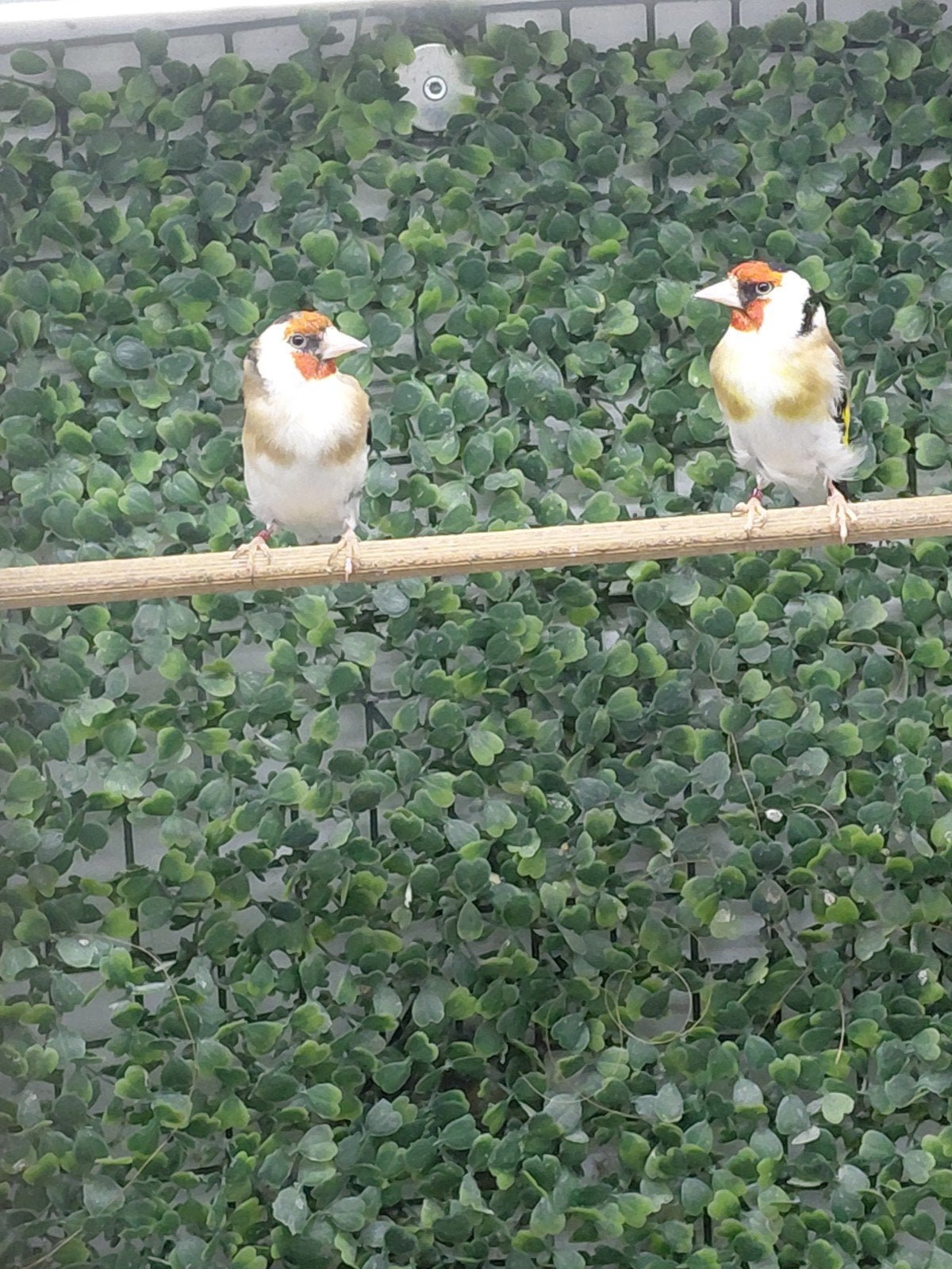 Koppel majoor putters, Meerdere dieren, Wildzangvogel