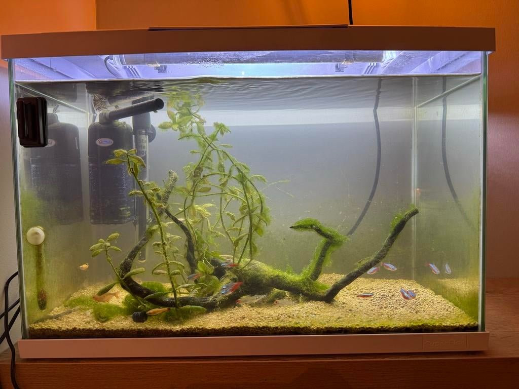 Superfish aquarium 60 liter incl alle toebehoren incl vissen, Ophalen, Gevuld zoetwateraquarium