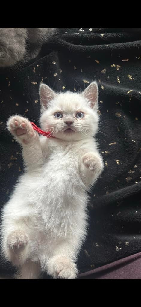 Lieve britse korthaar kittens zoeken warm huisje, Dieren en Toebehoren, Katten en Kittens | Raskatten | Korthaar, Poes, Ontwormd