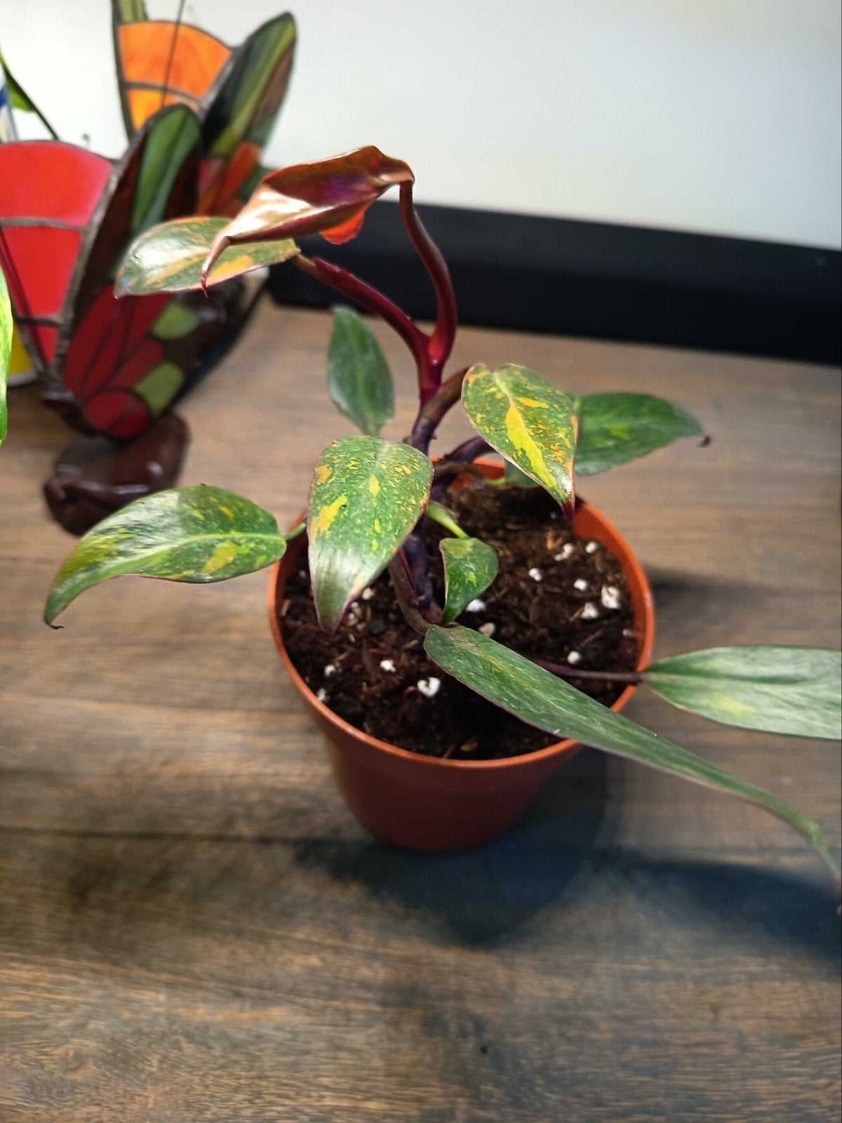 Philodendron orange Princess, Ophalen of Verzenden, Halfschaduw, Minder dan 100 cm
