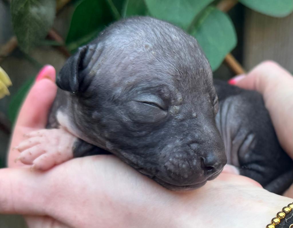 American hairless terrier / naakthond, Parvo, Overige rassen, 8 tot 15 weken, Meerdere