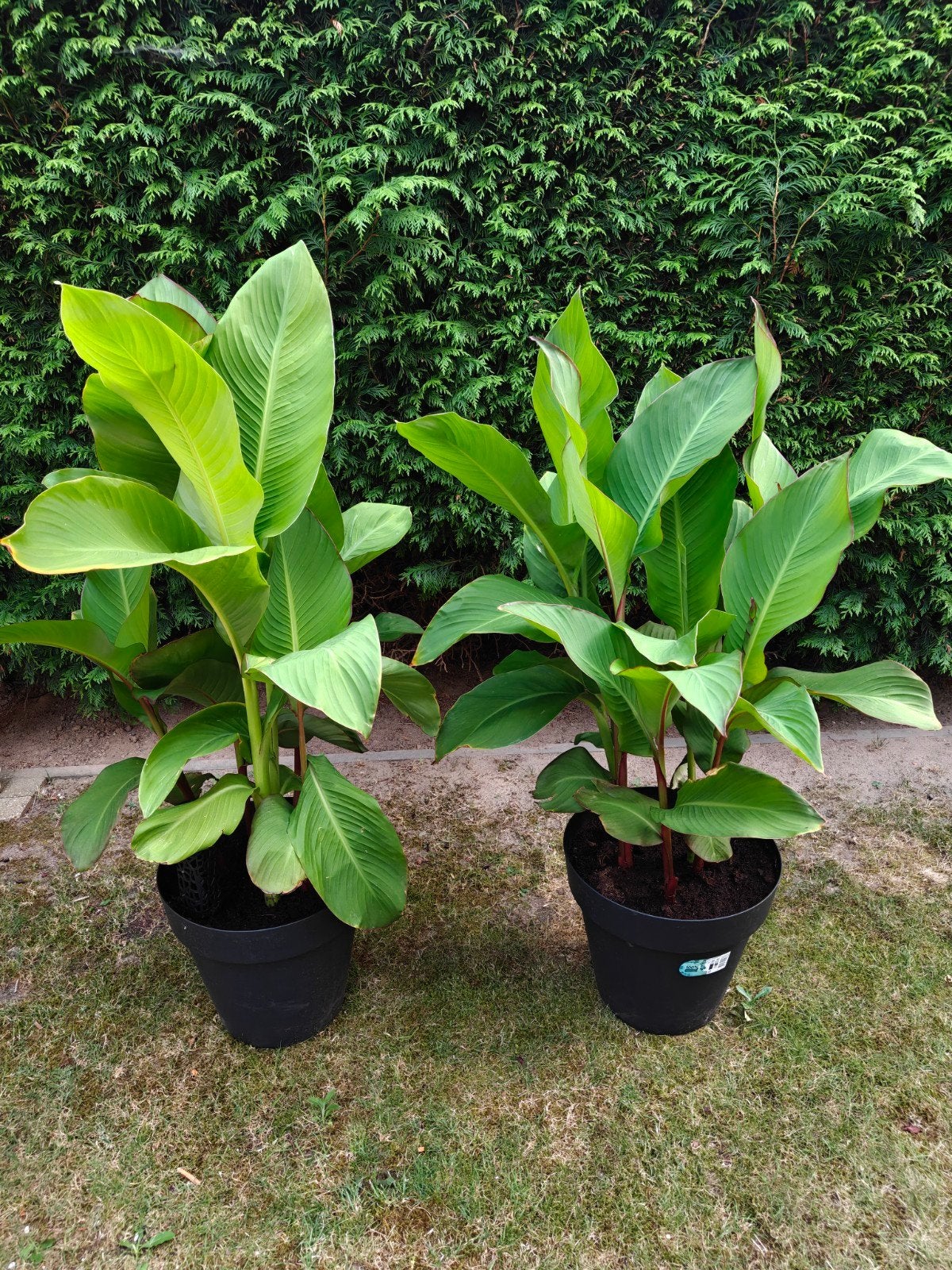 Grote potten vol canna,s met rode? Bloemen, Ophalen, Overige soorten, Volle zon