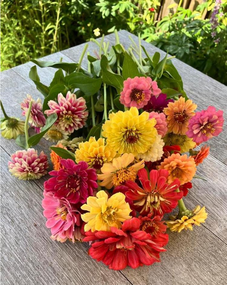 Mix van diverse zinnia zaden, Tuin en Terras, Bloembollen en Zaden, Volle zon, Verzenden