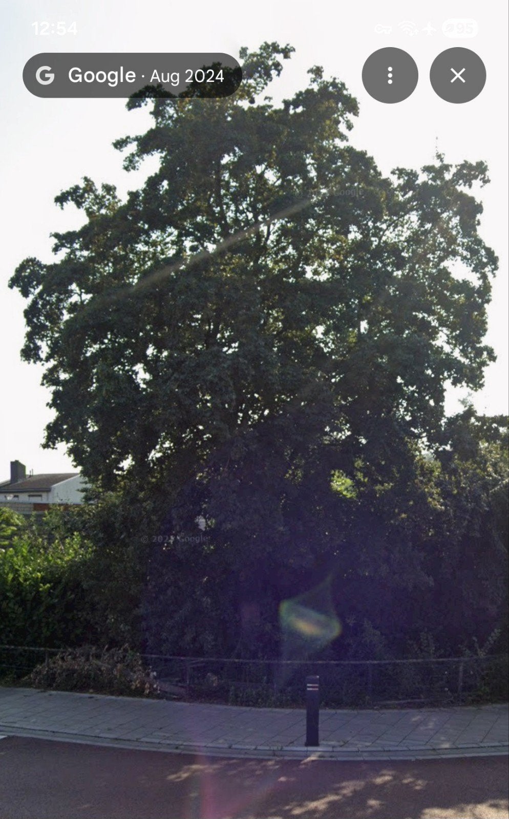 Boom omkappen voor gratis hout, Tuin en Terras, Ophalen