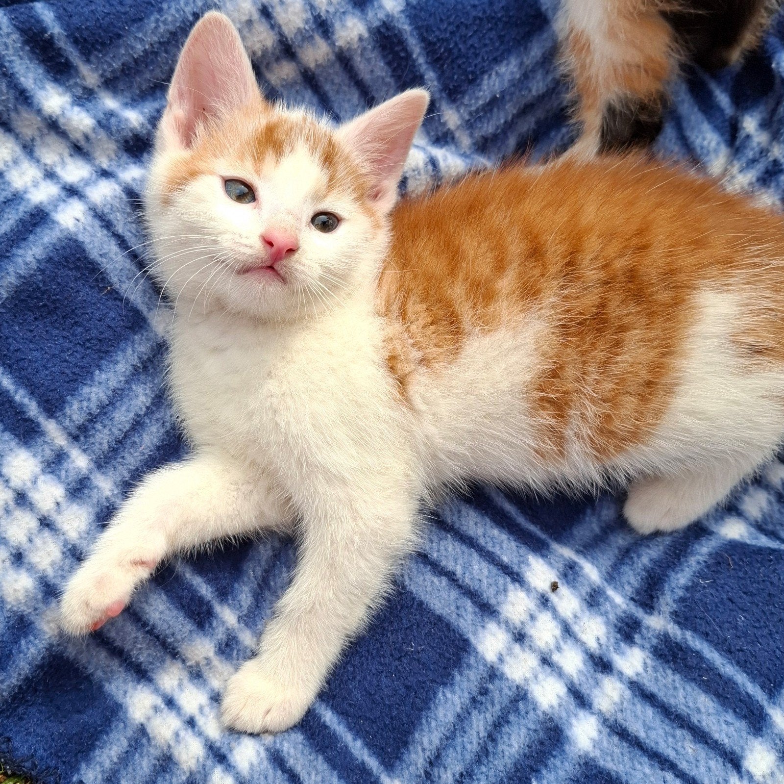 Nog 1 rood witte kater te koop, Kater, Kortharig, 0 tot 2 jaar