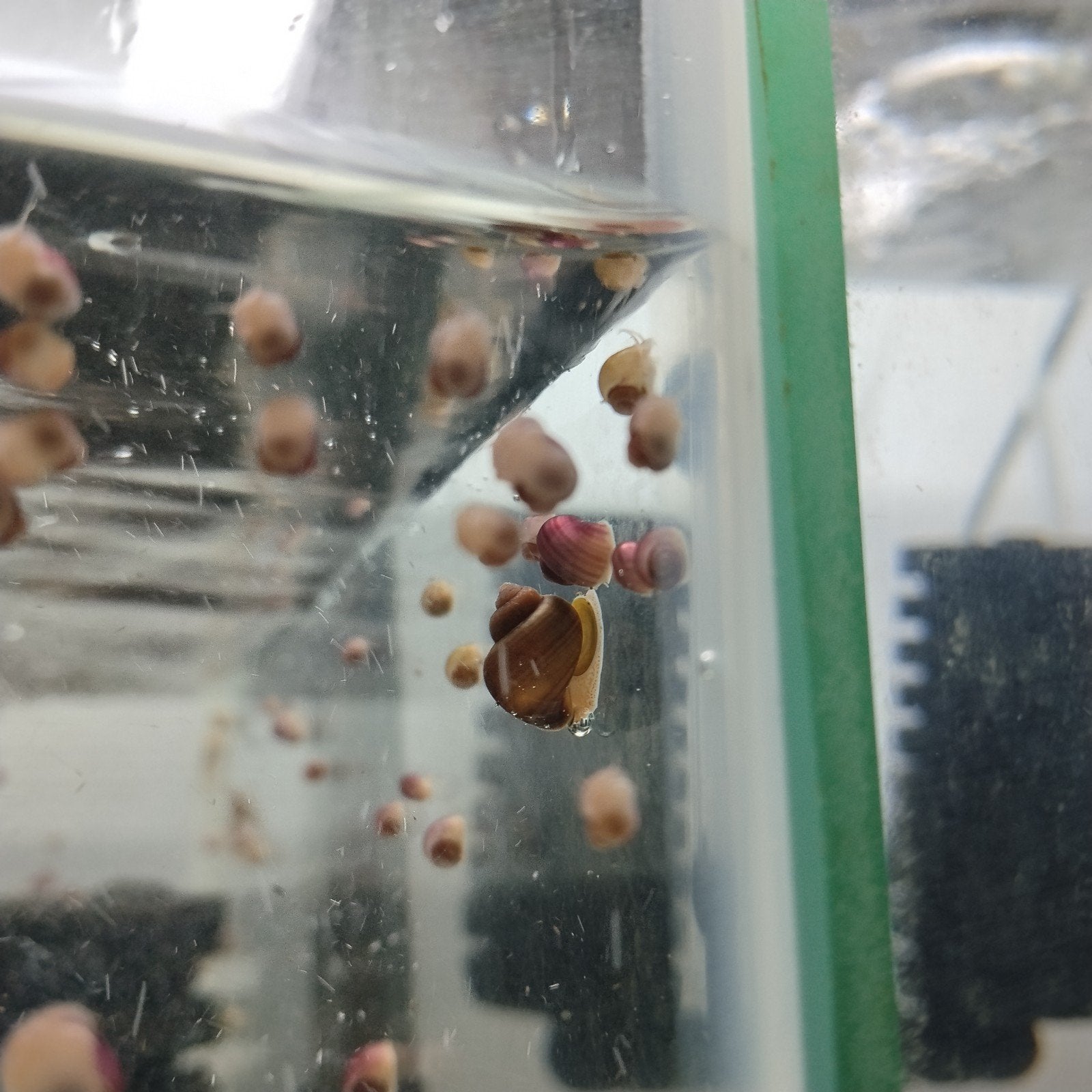 Assorti Appelslakken, Dieren en Toebehoren, Vissen | Aquariumvissen, Slak of Weekdier, Zoetwatervis