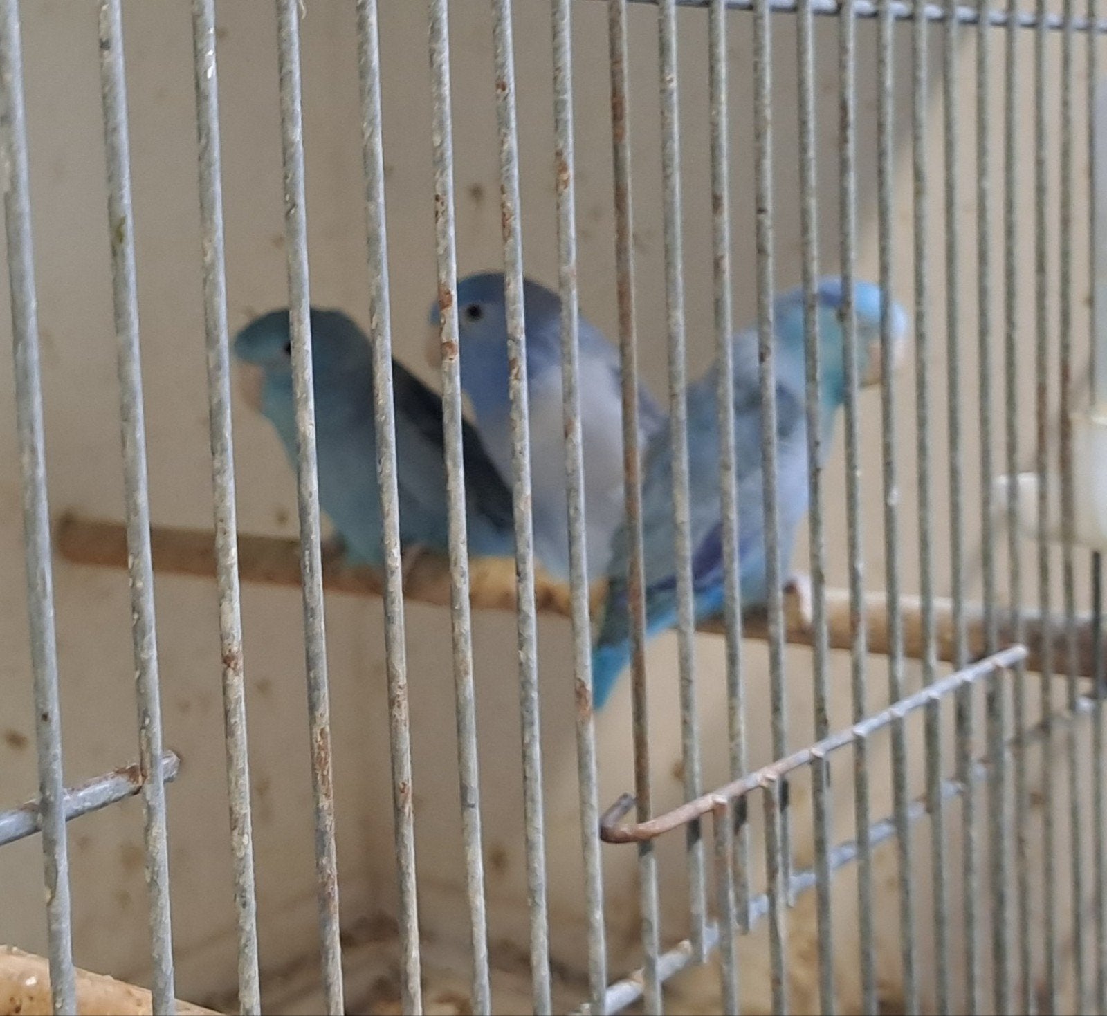 Blauwe forpus man, Mannelijk, Parkiet, Geringd