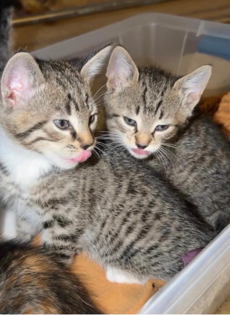 Kittens savannah/europese korthaar, Meerdere dieren