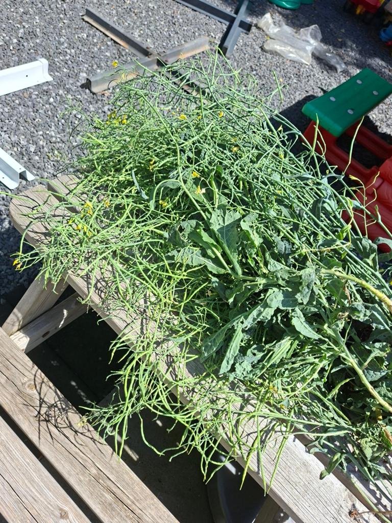 Zaden van de palmkool RUILEN, Tuin en Terras, Ophalen, Eenjarig, Overige soorten, Volle zon