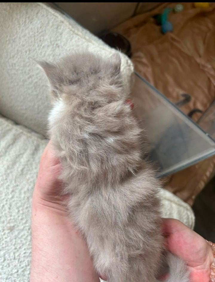 prachtige en zeer sociale Ragdoll kittens unieke kleurtjes, Dieren en Toebehoren, Meerdere dieren, Ontwormd, 0 tot 2 jaar