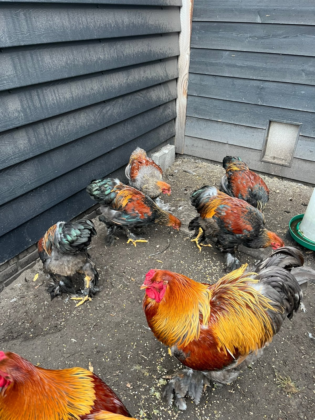 Brahma Groot Meerzomig Patrijs en Blauw patrijs haan 2026, Mannelijk, Kip