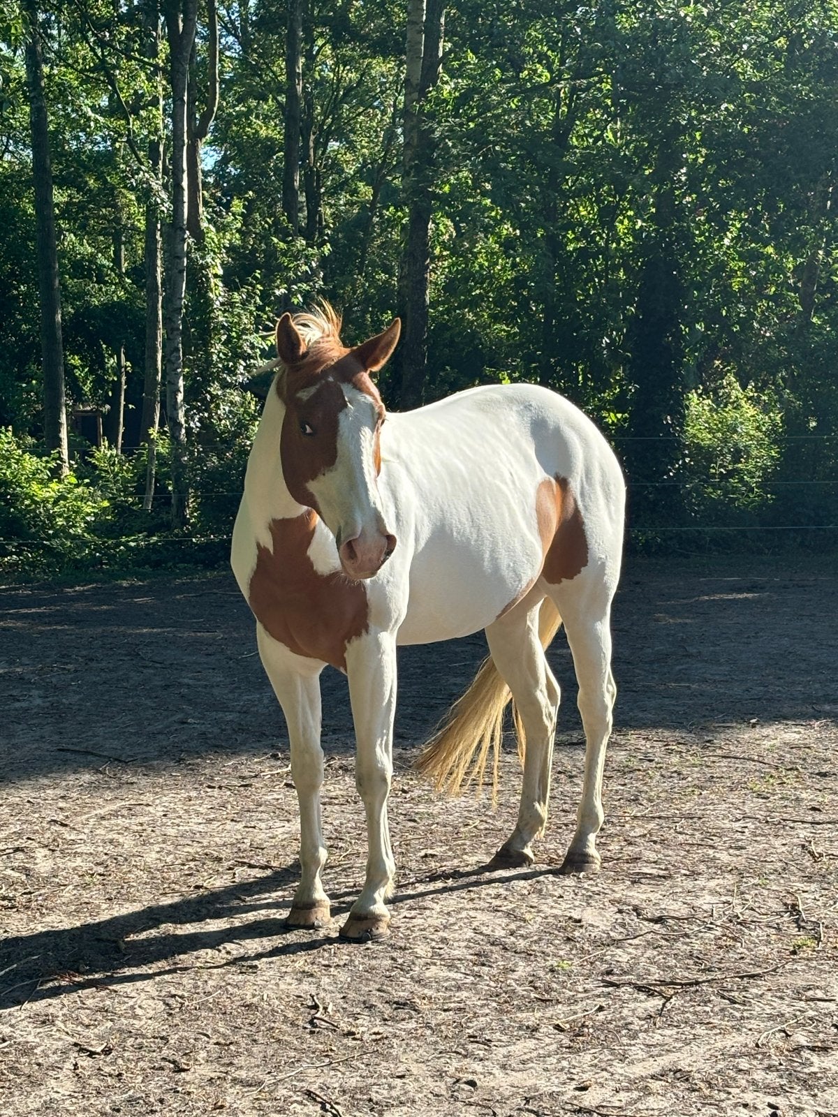 Superlieve, gevoelige en mensgerichte Paint APHA ruin, Dieren en Toebehoren, Paarden, Ruin, Recreatiepaard