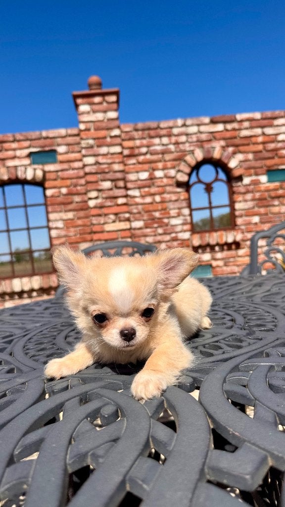 Mini Chihuahua, Dieren en Toebehoren, Particulier, Reu, 8 tot 15 weken, Buitenland