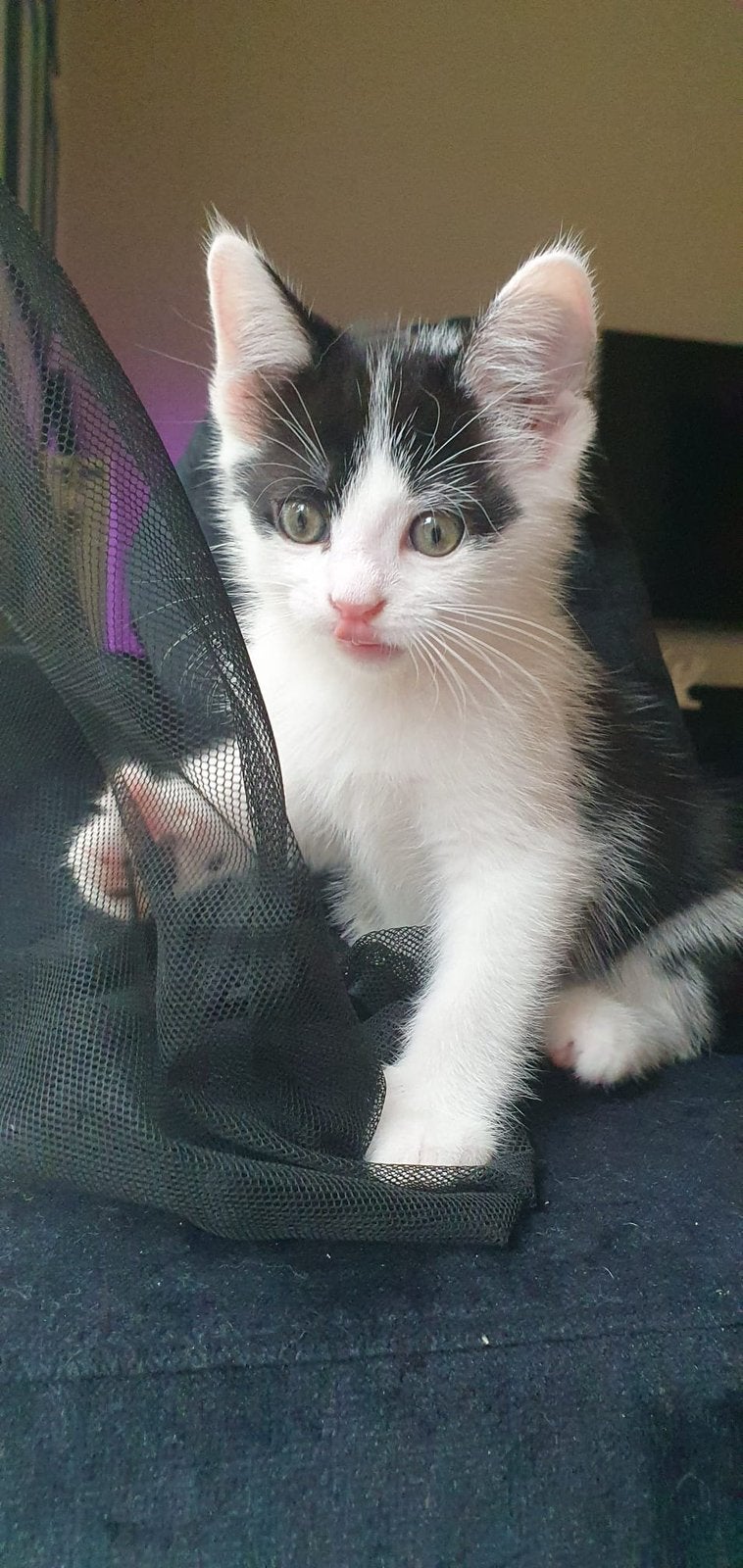 6 Kittens te koop 8 weken oud zindelijk, ontwormd etc., Dieren en Toebehoren, Meerdere dieren, Kortharig, 0 tot 2 jaar