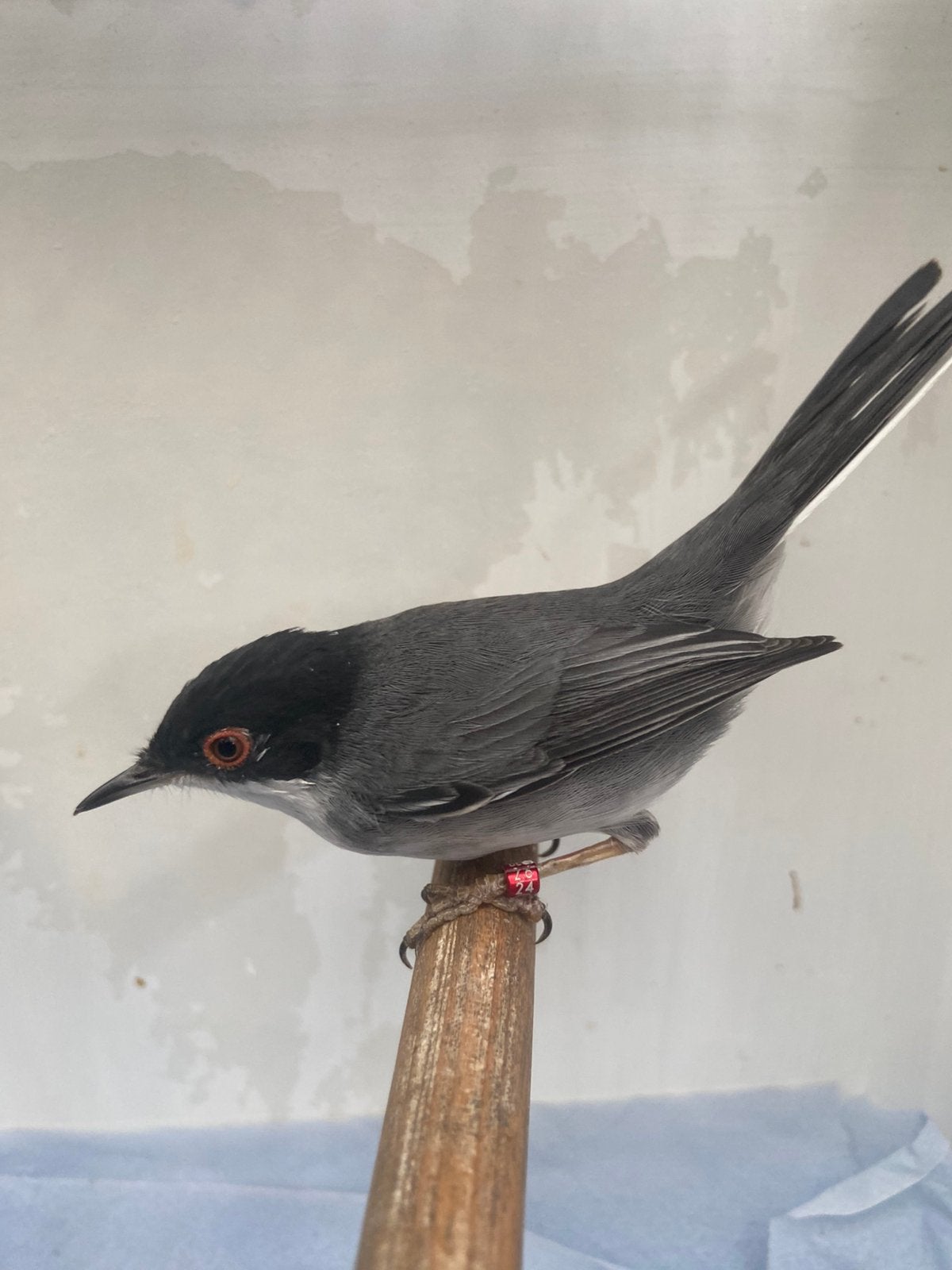 Gezocht kleine zwartkoppen, Dieren en Toebehoren, Vogels | Overige Vogels, Meerdere dieren, Wildzangvogel, Geringd