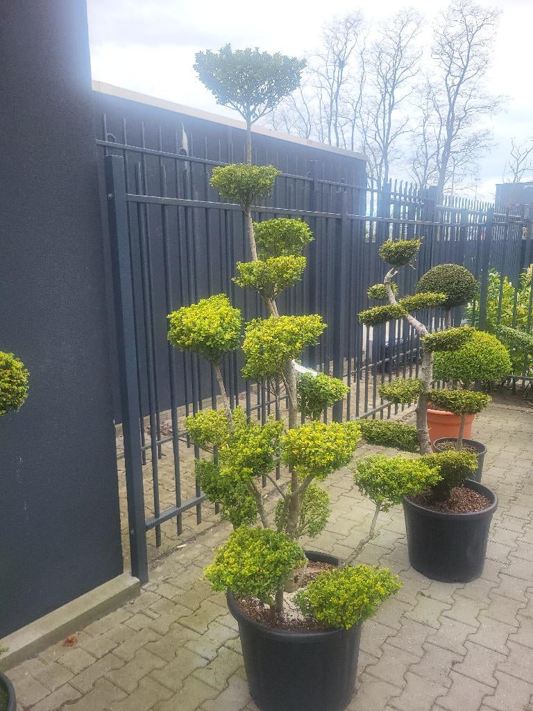 Ilex crenata Green Hedge bonsai, Overige soorten, Lente, 100 tot 250 cm, Ophalen