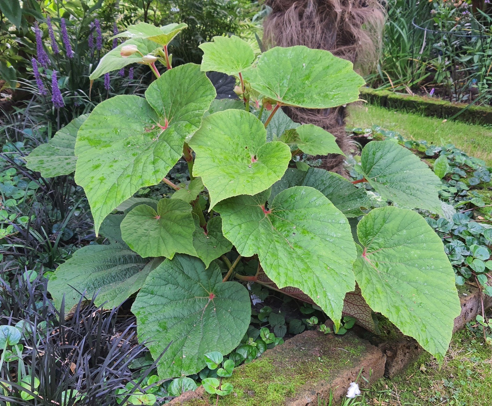 Begonia Torsa - Prachtige bladplant, Tuin en Terras, Vaste plant, Bloeit niet, Halfschaduw, Ophalen