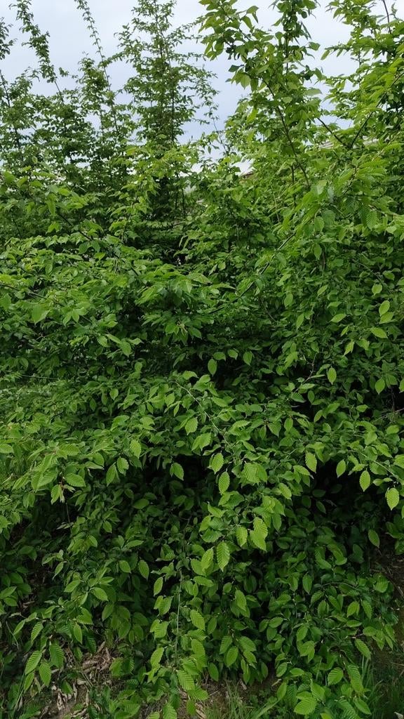 Beukenhaag, Tuin en Terras, Ophalen, Beukenhaag, 100 tot 250 cm
