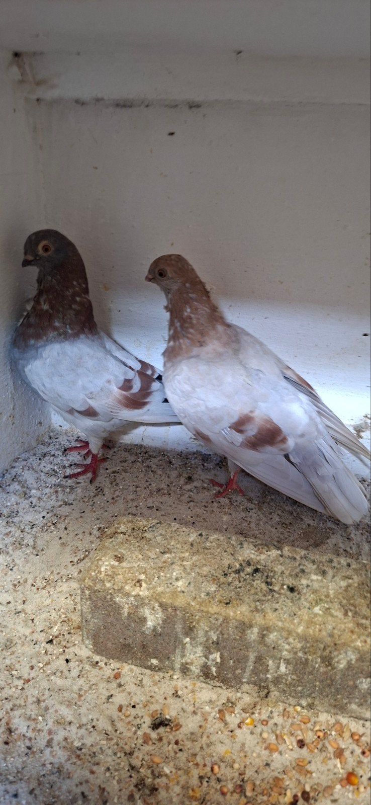 te koop sierduiven figuritas meeuwen, Meerdere dieren, Overige soorten