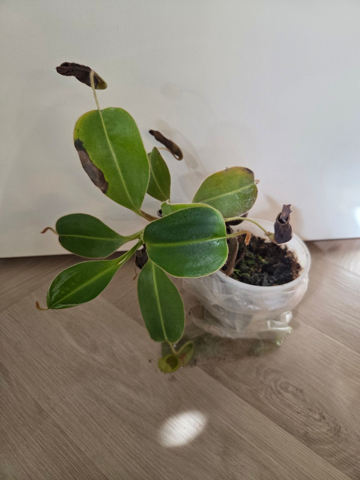 nepenthes glandulifera x trusmadiensis, Ophalen, Halfschaduw, Minder dan 100 cm
