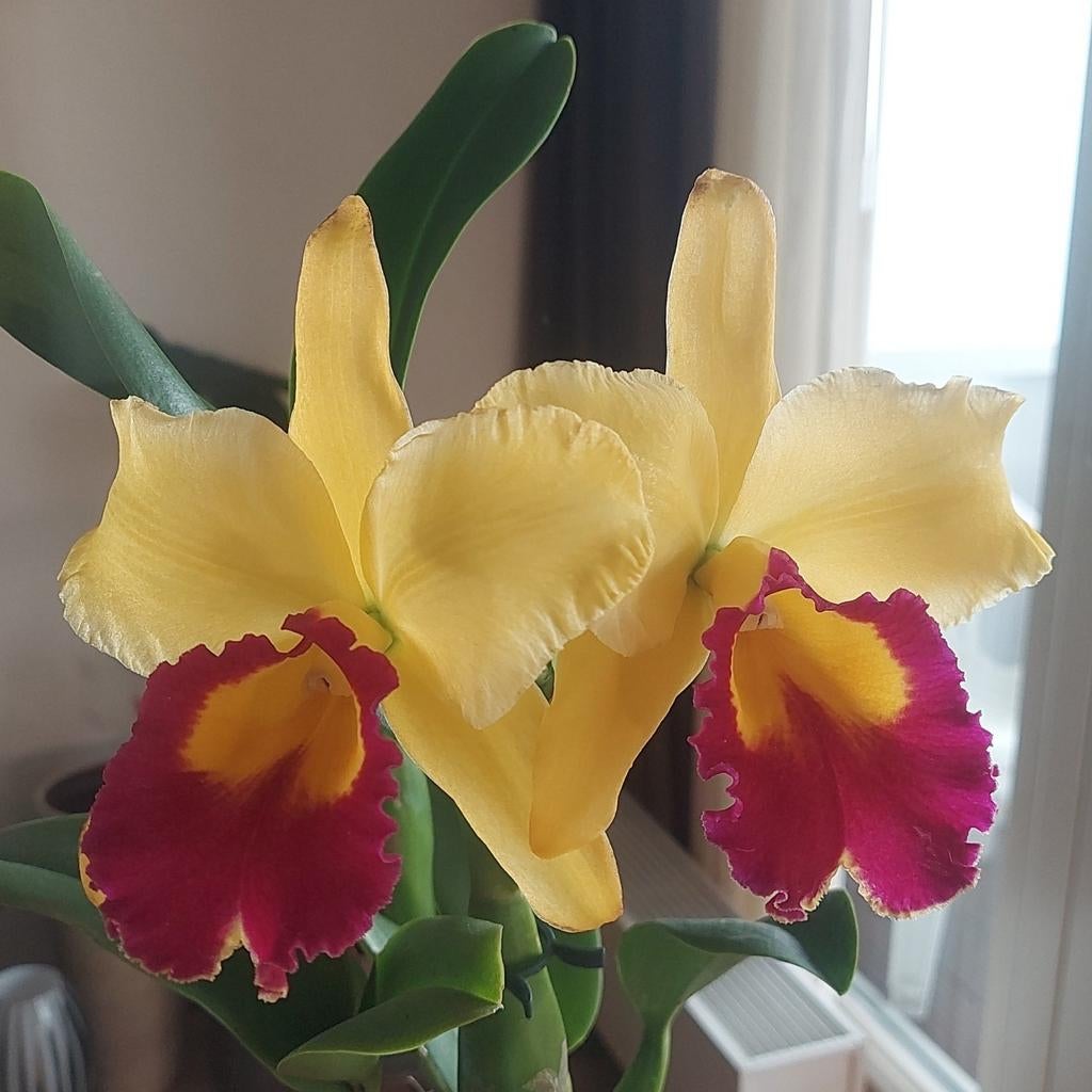 Cattleya orchidee, Verzenden, Halfschaduw, Minder dan 100 cm