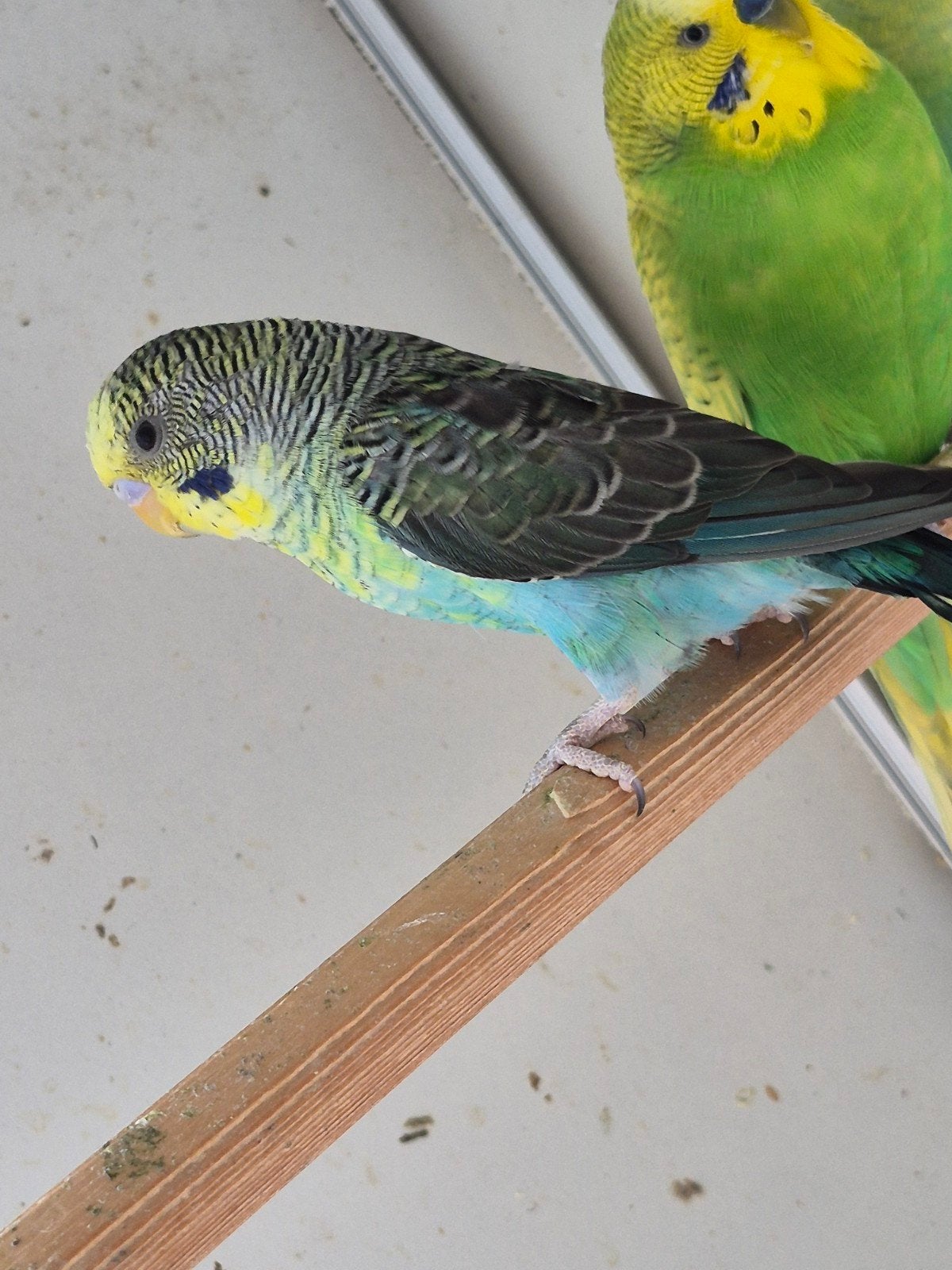 blackwing, Dieren en Toebehoren, Mannelijk, Parkiet