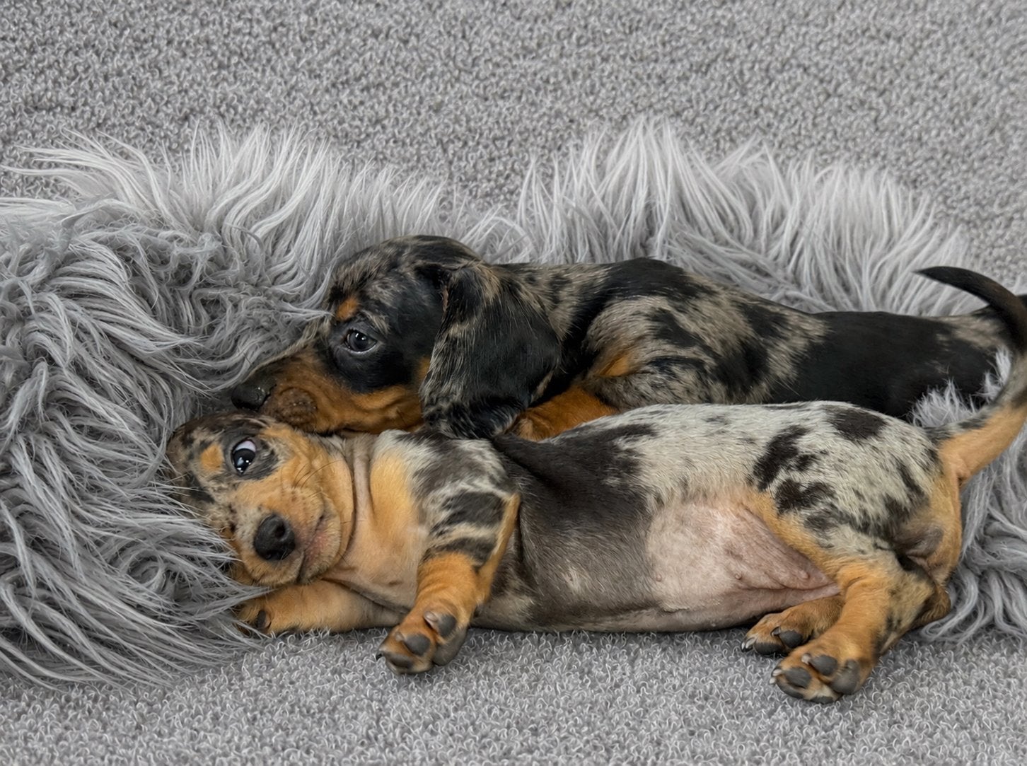 Super mooie korthaar dwergteckel pups 4 teefjes 1 reu, Nederland, Parvo, 8 tot 15 weken, Korthaar