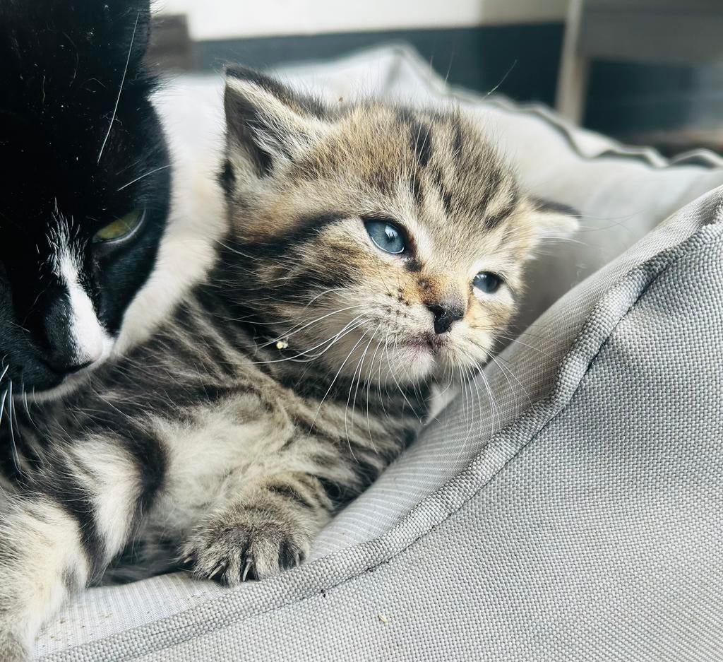 Tijgerlook kitten, Dieren en Toebehoren